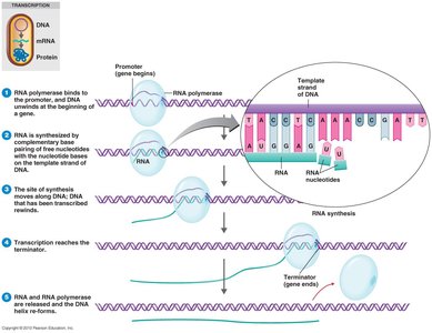 Ribosome structure and tRNA binding sites (A, P, E)