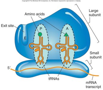 Translation elongation: peptide bond formation and ribosome movement