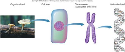 Levels of genetic organization from organism to molecular level