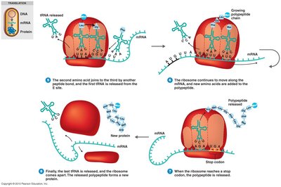 Translation termination: stop codon and release of polypeptide