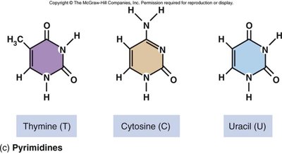 Base pairing in DNA: A-T and G-C pairs