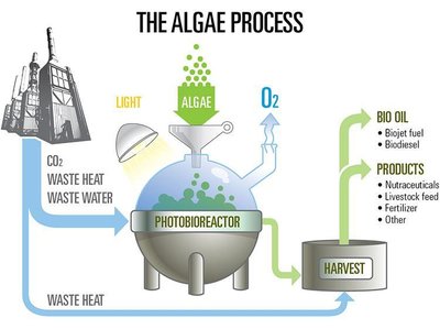 The algae process in a photobioreactor