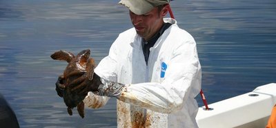 Scientist cleaning an oil-covered sea turtle