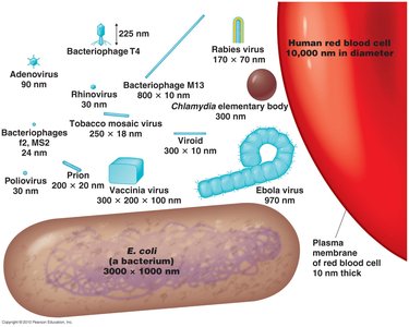 Relative sizes of viruses, bacteria, and cells