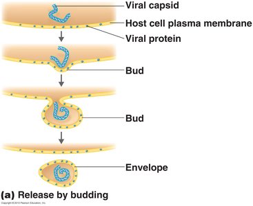 Release of enveloped virus by budding