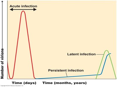 Graph of acute, persistent, and latent infections