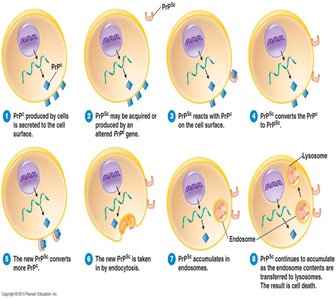 Mechanism of prion infection and propagation