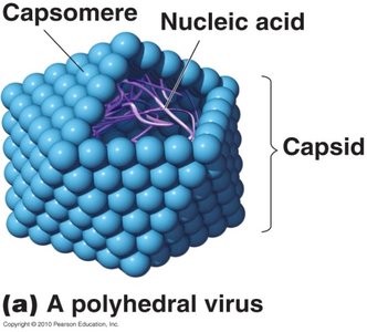 Structure of a polyhedral virus