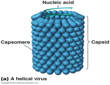 Structure of a helical virus
