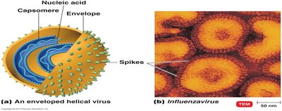 Structure of an enveloped helical virus and TEM of Influenzavirus