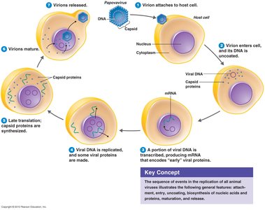 Steps in animal virus replication