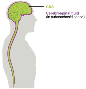 CNS and cerebrospinal fluid location
