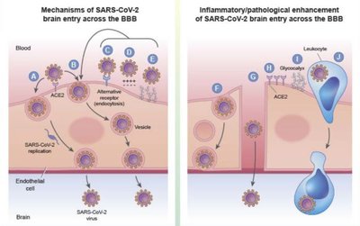 Poliovirus structure