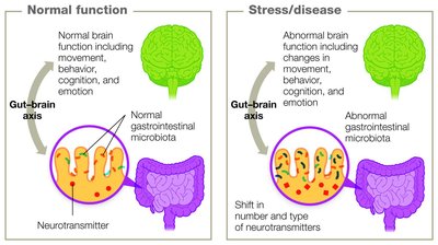 Gut-brain axis: normal vs. stress/disease