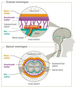 Cranial and spinal meninges