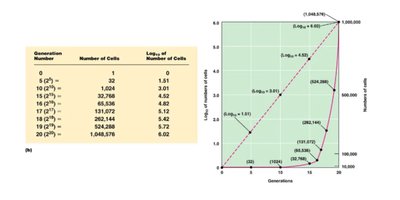 Table and graph showing bacterial exponential growth and log transformation