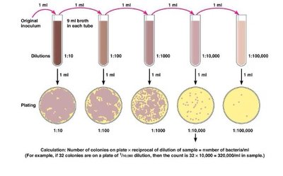 Serial dilution and plate count method for quantifying bacteria