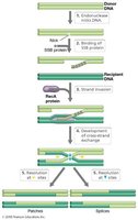 Steps of homologous recombination involving RecA protein