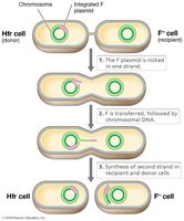 Steps of bacterial conjugation between Hfr and F- cells