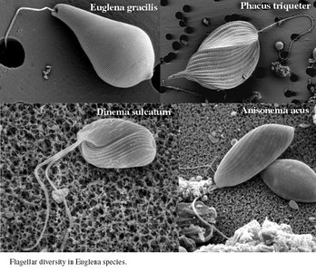 Flagellar diversity in Euglena species