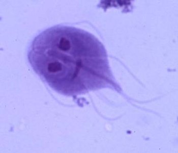 Giardia intestinalis trophozoite close-up
