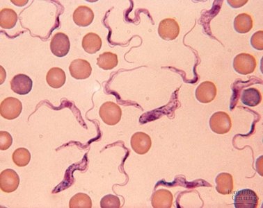 Trypanosoma brucei trypomastigotes in blood