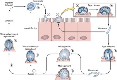 Cryptosporidium parvum life cycle diagram