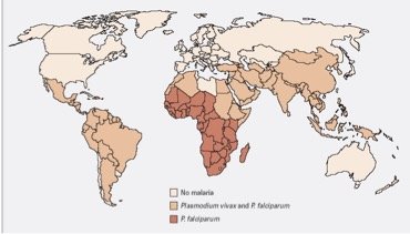 Plasmodium life cycle stages in human and mosquito