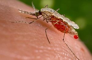 Anopheles mosquito, vector for Plasmodium