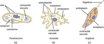 Diagram of Paramecium, Amoeba, and Euglena showing cilia, pseudopods, and flagella