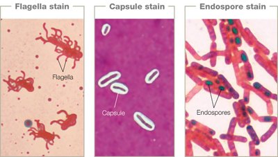Structural stains comparison
