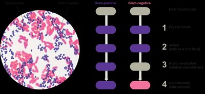 Gram stain steps and results