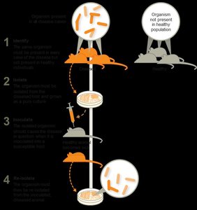 Koch's postulates illustrated