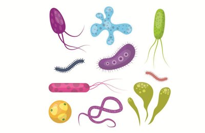 Illustrations of various microbes