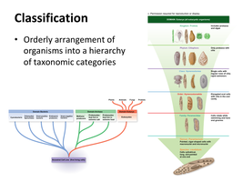 Taxonomic hierarchy