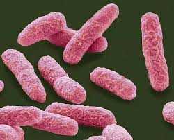 Genus and species example