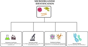 Microorganism identification methods