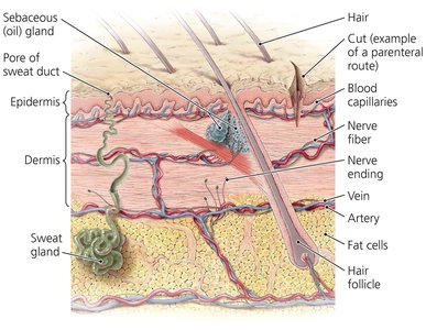 Cross section of skin showing entry routes