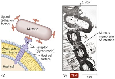 Diagram of microbial adhesion to host cell