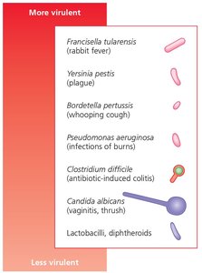 Diagram of coagulase and kinase action