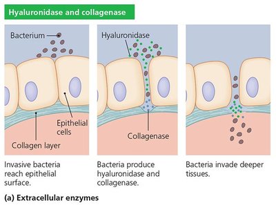 Diagram of endotoxin effects