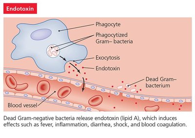 Diagram of exotoxin effects