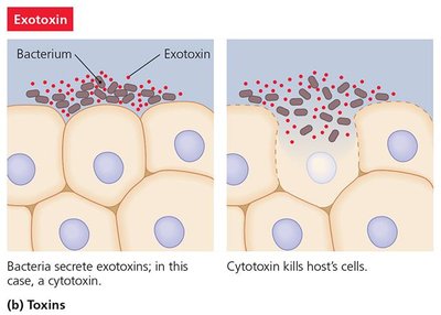 Table comparing exotoxins and endotoxins