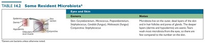 Table of resident microbiota: eyes and skin