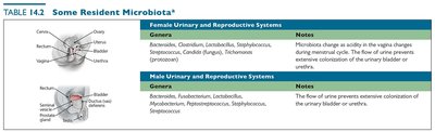 Table of resident microbiota: urinary and reproductive systems