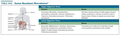 Table of resident microbiota: digestive tract