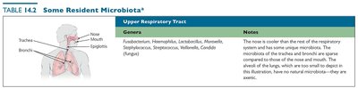 Table of resident microbiota: upper respiratory tract