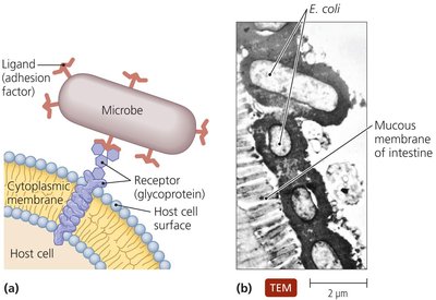 Adhesion of pathogens to host cells