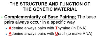 Base pairing rules in DNA and RNA