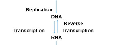 Summary of DNA replication events